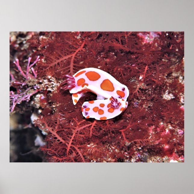 Pair of Nudis Poster (Front)