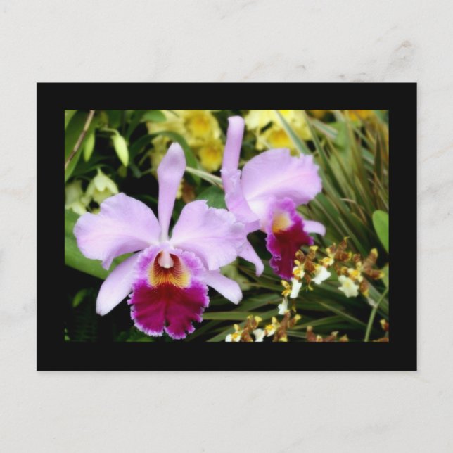 Pair of Orchids Postcard (Front)