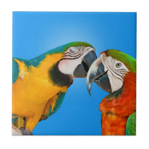 Pair of Parrots Kissing Tile