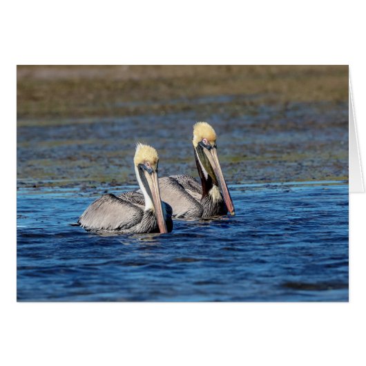 Pair of Pelicans Cards (Front Horizontal)