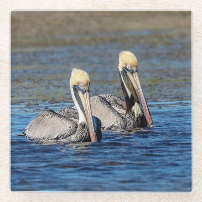 Pair of Pelicans Glass Coaster (Front)