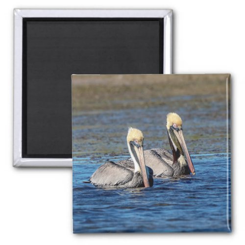 Pair of Pelicans Magnet