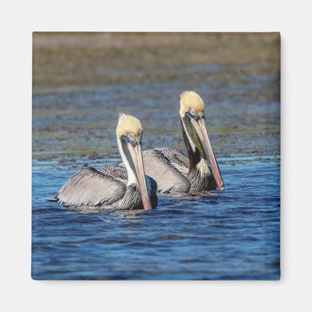 Pair of Pelicans Magnet (Front)