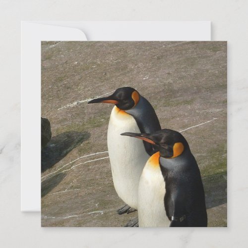 Pair of Penguins Invitation