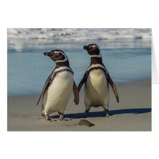 Pair of penguins on the beach cards (Front Horizontal)