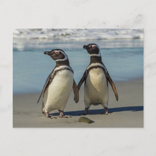 Pair of penguins on the beach postcard