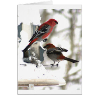 Pair of Pine Grosbeaks Cards