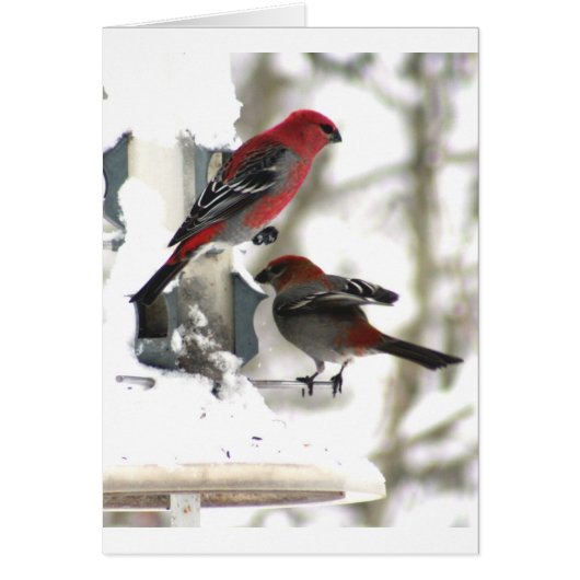 Pair of Pine Grosbeaks Cards (Front)