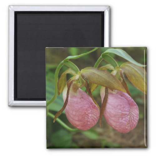 Pair of Pink Lady Slippers Magnet