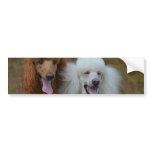 Pair of Poodles Bumper Sticker