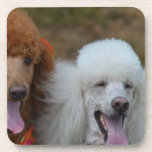 Pair of Poodles Drink Coaster