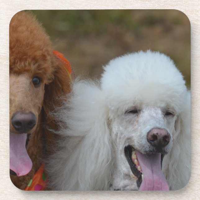Pair of Poodles Drink Coaster (Front)