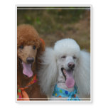 Pair of Poodles Temporary Tattoos