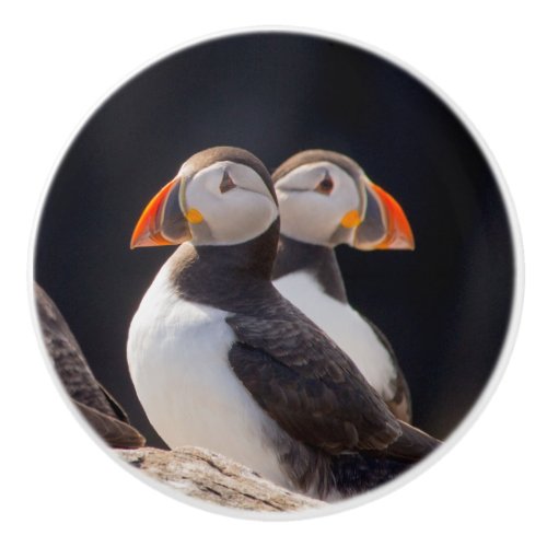 Pair of Puffins Ceramic Knob