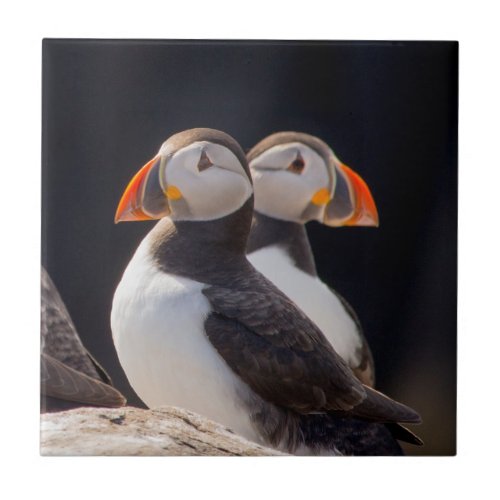 Pair of Puffins Ceramic Tile