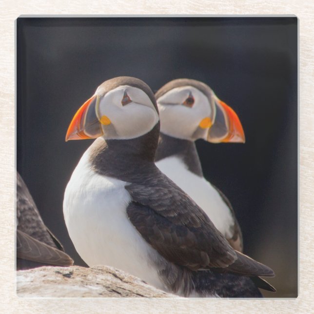 Pair of Puffins Glass Coaster (Front)