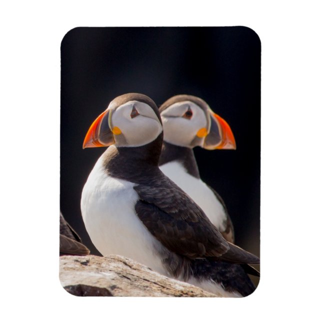 Pair of Puffins Magnet (Vertical)