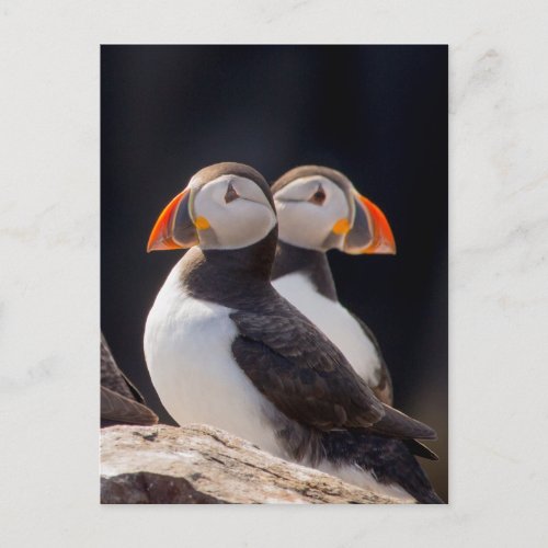 Pair of Puffins Postcard