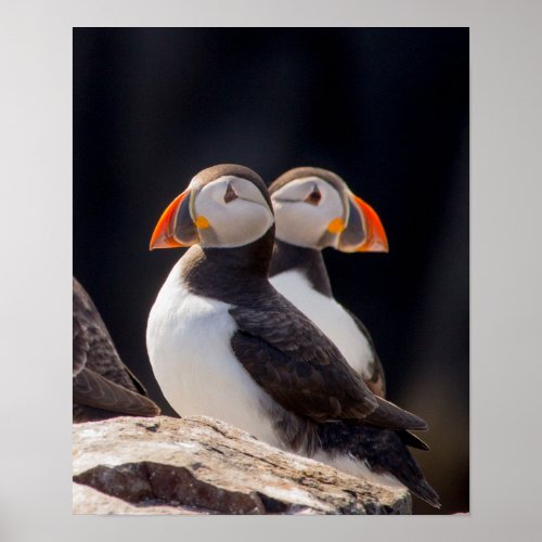 Pair of Puffins Poster