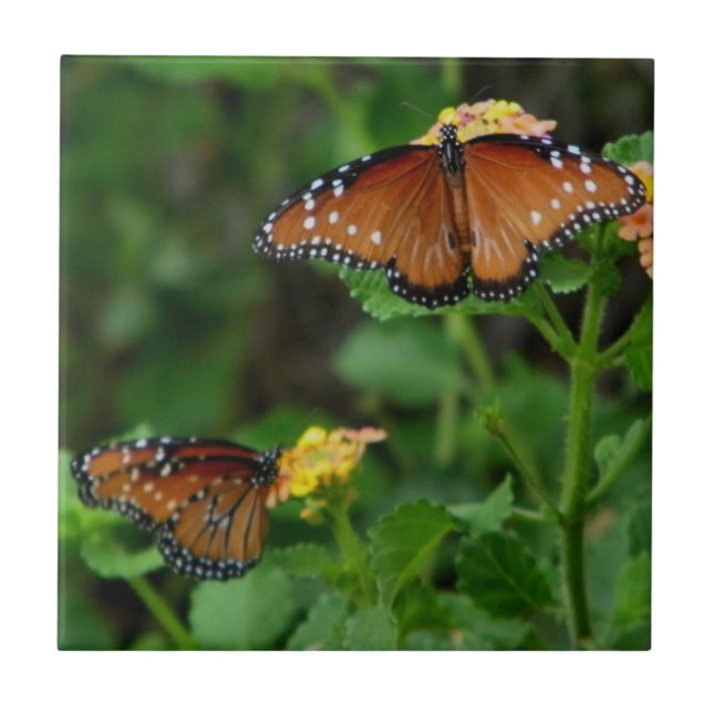Pair of Queen Butterflies Ceramic Tile (Front)