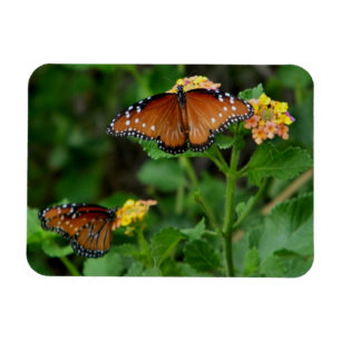 Pair of Queen Butterflies Magnet
