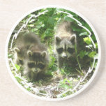 Pair of Raccoons Coasters