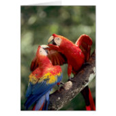 Pair of Scarlet Macaws (Front)
