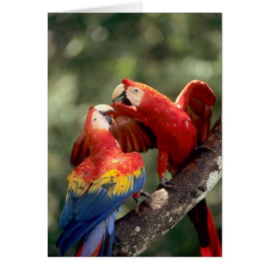 Pair of Scarlet Macaws Cards (Front)