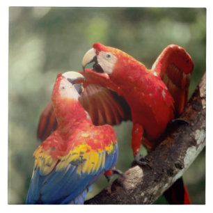 Pair of Scarlet Macaws Ceramic Tile