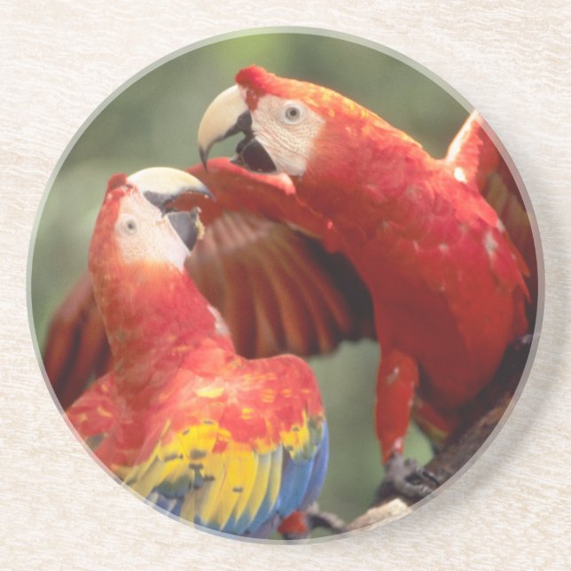 Pair of Scarlet Macaws Drink Coaster (Front)