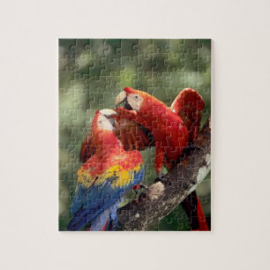 Pair of Scarlet Macaws Jigsaw Puzzle