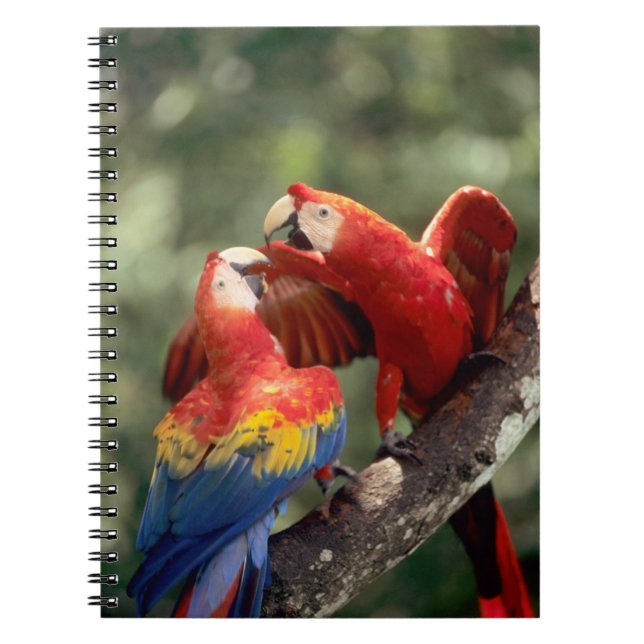 Pair of Scarlet Macaws Notebook (Front)