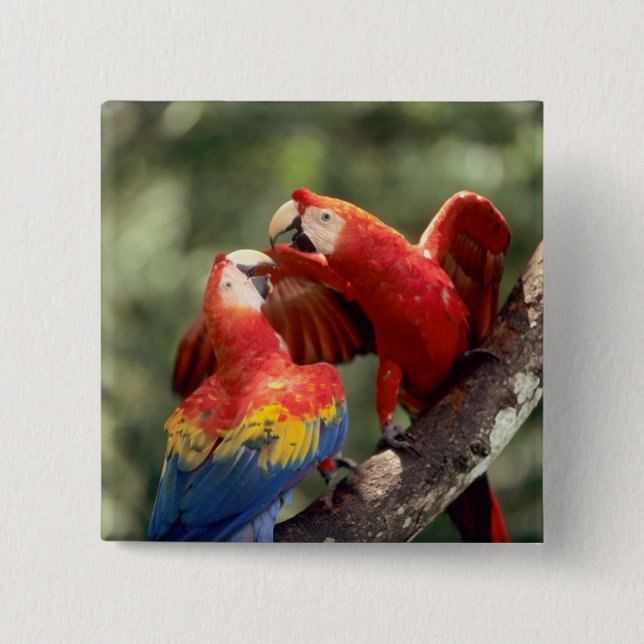 Pair of Scarlet Macaws Pinback Button (Front)