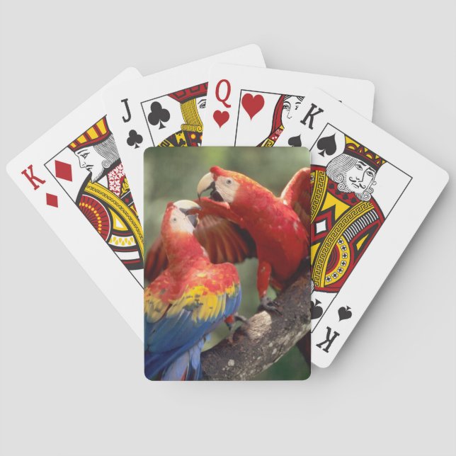Pair of Scarlet Macaws Poker Cards (Back)