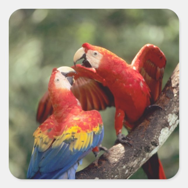 Pair of Scarlet Macaws Square Sticker (Front)