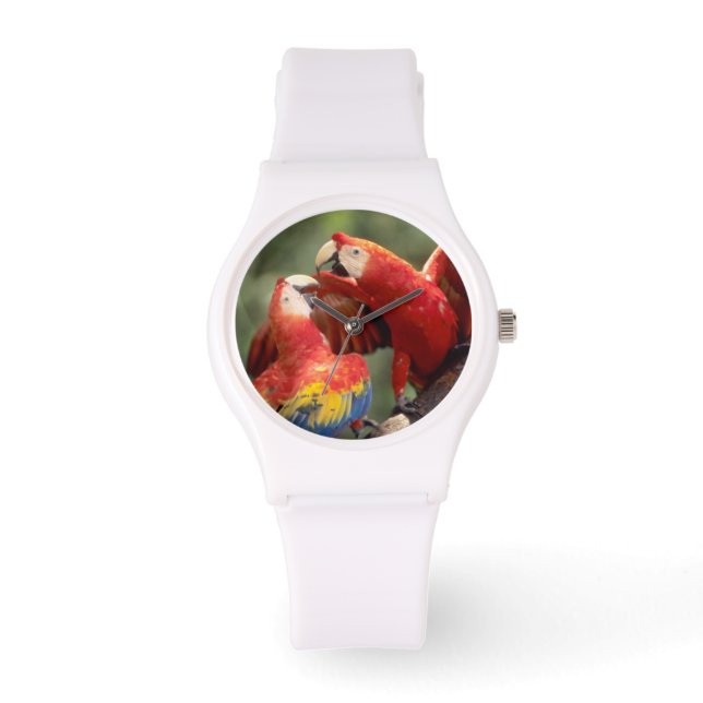 Pair of Scarlet Macaws Watch (Front)
