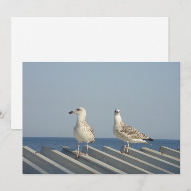 Pair of Seagulls Holiday Card (Front/Back)