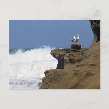 Pair Of Seagulls Postcard by kingkaoa at Zazzle