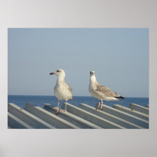 Pair of Seagulls Poster