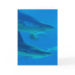 Pair of Sharks  Note Cards