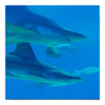 Pair of Sharks Poster