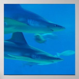 Pair of Sharks Poster