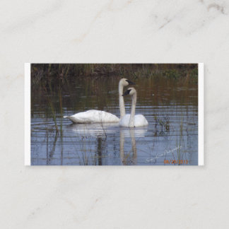 Pair of Swans Enclosure Card