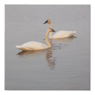Pair of Swimming Swans Faux Wrapped Canvas Print