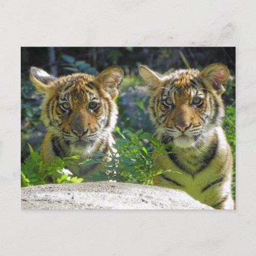 Pair of Tiger Cubs Portrait Postcard