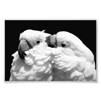 Pair Of Umbrella Cockatoos Photo Print by BirdsGallery at Zazzle