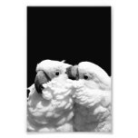 Pair Of Umbrella Cockatoos Photo Print at Zazzle