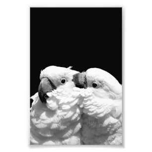 Pair of umbrella cockatoos photo print