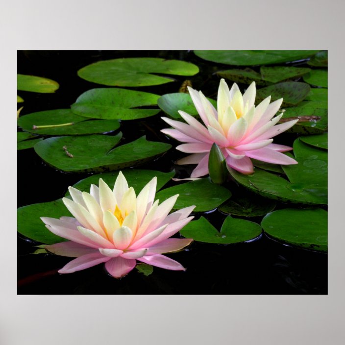 Pair of Water Lilies Poster | Zazzle.com