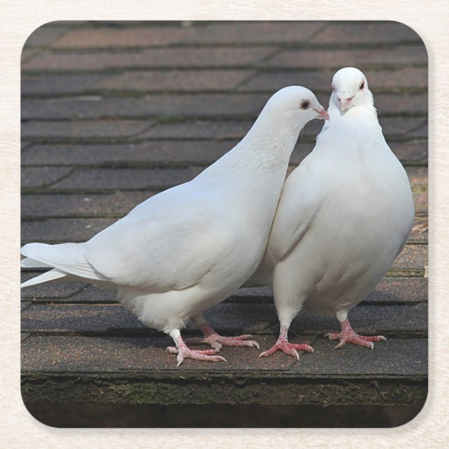Pair of White Doves Square Paper Coaster (Front)